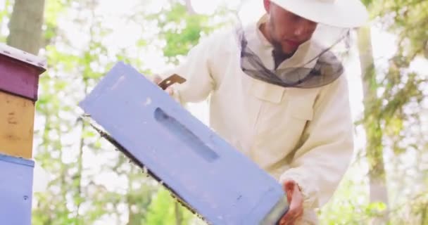 Молодой бородатый пчеловод в белом защитном костюме, снимает улей с рамы пчелиного улья, откладывает его в сторону, а затем выпрямляется. — стоковое видео