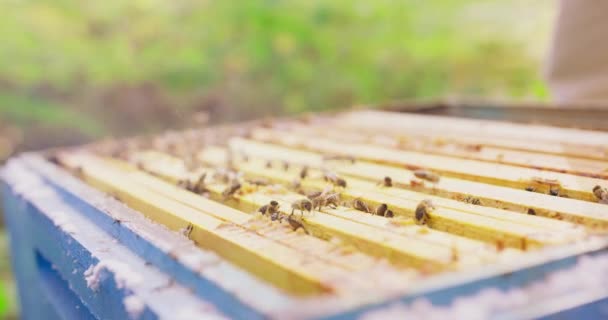 La parte superior de la colmena, sin tapa, con los marcos de la colmena con cera y miel y abejas vagando en los marcos Apicultor sopla el humo con fumador en las abejas, y algunos de ellos están volando Abejas — Vídeo de stock