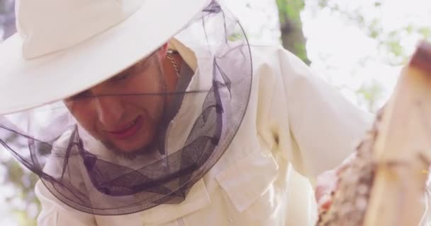 Портрет молодого бородатого пчеловода в белом защитном костюме, берет из улья пчелиный улей рамку с пчелами на нем, осматривает его и ставит его обратно Apiary в середине леса деревьев на — стоковое видео