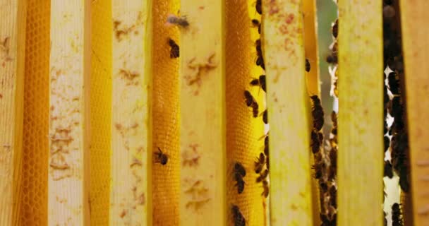Detailní záběry s medovými plásty a včelami z úlu Mnoho včel se potuluje po rámečcích na pravé straně obrázku a na rámečcích na levé straně nejsou žádné včely. — Stock video