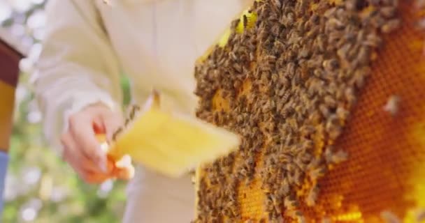 Сфокусированное крупным планом много пчел на раме пчелиного улья с сотами с прополисом, медом и воском, с большим количеством пчел на ней Некоторые пчелы в воздухе Второй план размыт: мужской пчеловод в белом защитном костюме — стоковое видео
