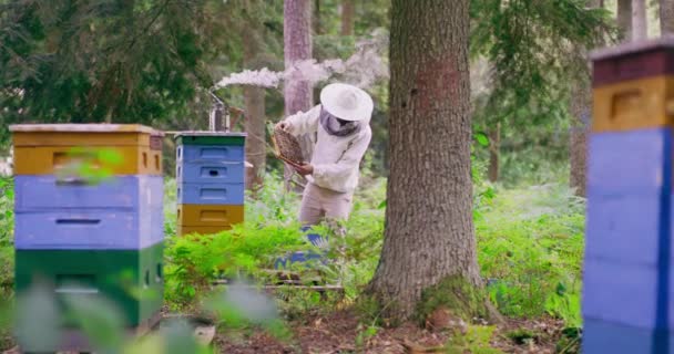 森の中の暫定第一計画:木々の間のフォーカスのじんましんの少し第二計画:白い保護スーツの若い男性ひげそり養蜂家は、それを検査蜂の巣フレームを回転煙 — ストック動画