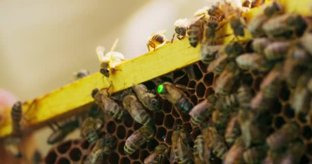 Primer plano marco de la colmena con panales de cera, y un montón de abejas en él, y un firmado con una abeja reina punto verde entre ellos — Vídeo de stock