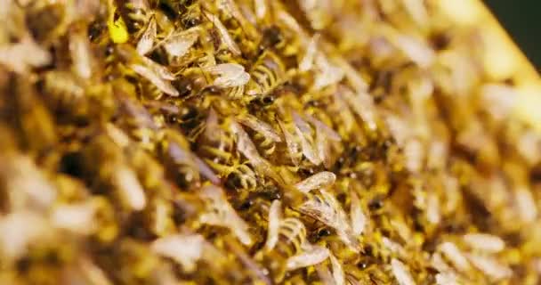 Primer plano marco de la colmena con panales de cera, y un montón de abejas en ella — Vídeos de Stock