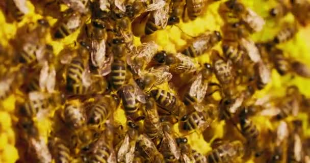 Närbild bikupa ram med vax honeycombs, och en hel del bin på det — Stockvideo