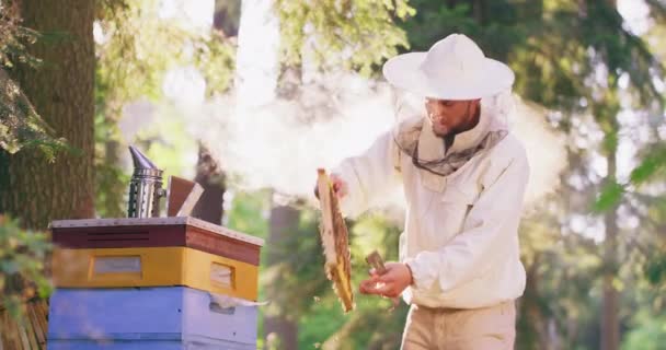 Apiaire au milieu de la forêt Jeune apiculteur mâle barbu en costume de protection blanc, s'incline et prend un cadre de ruche avec beaucoup d'abeilles, et des rayons de miel, et de la cire, et le miel, de la ruche, tient debout — Video