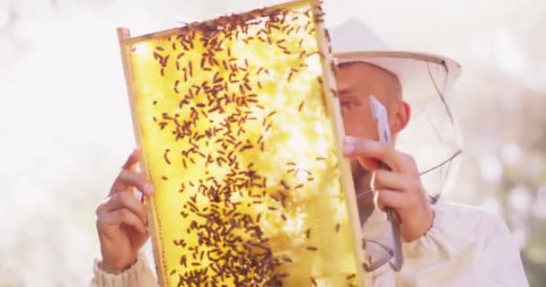 Junge männliche bärtige Imker im weißen Schutzanzug, mit einem Bienenstock-Werkzeug in der Hand, inspizieren einen Bienenstock-Rahmen mit vielen umherwandernden Bienen, und Waben mit Wachs und Honigrahmen werden fokussiert — Stockvideo