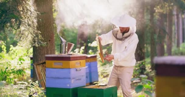 Ormanın ortasında Apiary beyaz koruyucu takım elbiseli genç erkek sakallı arıcı, bir sürü arı ve bal petekleri ile bir arı kovanı çerçevesi alır, balmumu, ve bal, kovandan, — Stok video