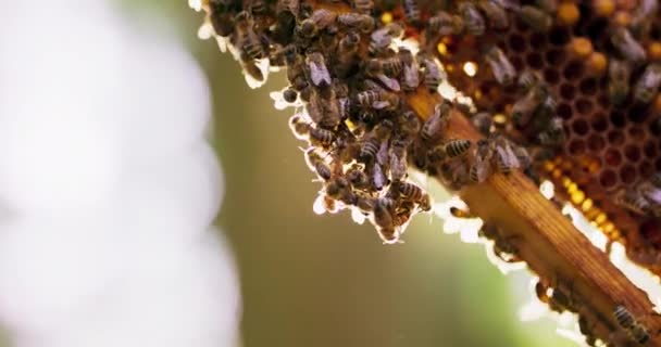 Κοντινό πλάνο πολλές μέλισσες που περιφέρονται στην πλευρά ενός πλαισίου κυψέλης με κηρήθρες, κερί και μέλι Έμφαση αλλάζει ελαφρώς Φόντο είναι ηλιόλουστη και θολή Κάμερα πηγαίνει από αριστερά προς τα δεξιά — Αρχείο Βίντεο