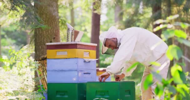 Apiario in mezzo alla foresta Giovane apicoltore barbuto maschio in tuta protettiva bianca, leggermente inclinato verso l'alveare e allinea le cornici dell'alveare fumatore sul coperchio dell'alveare — Video Stock