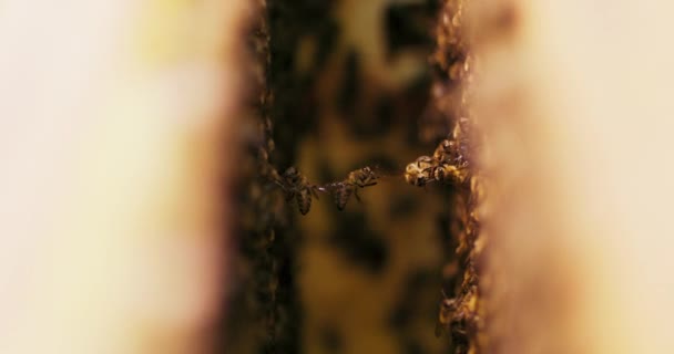 二つの蜂の巣のフレームの間の空気中にバインドされた蜂のクローズアップフォーカスライン彼らは彼らの足と翼でお互いを収容しています蜂の多くは脇のフレーム上でローミングしています — ストック動画