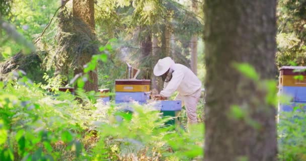 Apiary w środku lasu Pierwszy plan: nieco nieostre drzewo Drugi plan: młody mężczyzna brodaty pszczelarz w białym kombinezonie ochronnym, umieszcza sekcje ula z powrotem na siebie do ula Smoke — Wideo stockowe