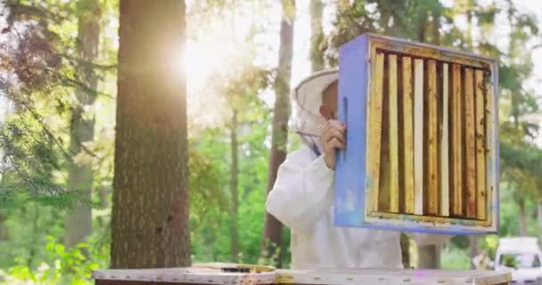 Fiatal férfi szakállas méhész fehér védőruhában, fogja a kaptár egy részét méhkaptárképekkel, és otthagyja a képet Méhész az erdő közepén fák és homályos nap a háttérben — Stock videók