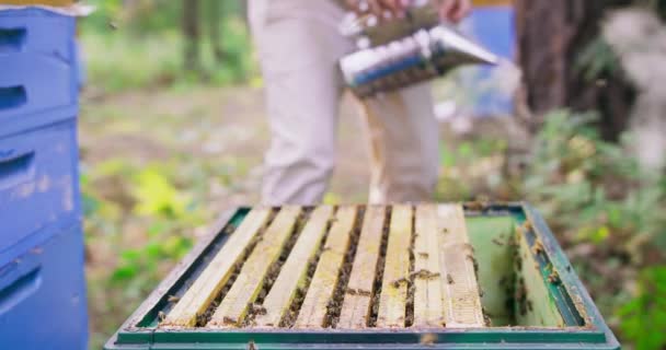 Bienenstock ohne Deckel, mit Bienenstockrahmen auf dem ersten Plan fokussiert Viele Bienen in der Luft Männlicher Imker in weißem Schutzanzug, dahinter nimmt der Raucher den Boden ein und bläst Rauch in die Luft — Stockvideo