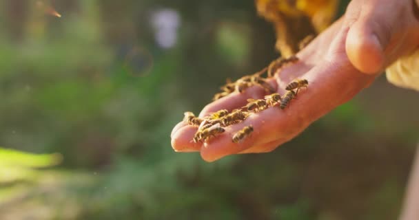 Крупный план мужчины пчеловоды пальмы с большим количеством пчел роуминг на нем, и некоторые пчелы летают в воздухе Зеленый фон размыт — стоковое видео