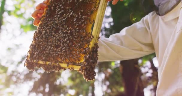 Closeup bijenkorf frame met veel bijen en honingraten wordt gehouden door mannelijke imker in wit beschermend pak, die draait het in de lucht Groene bomen op felle zonnige achtergrond zijn wazig Foto van — Stockvideo