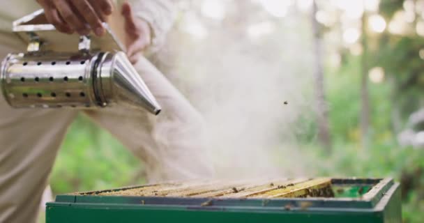 Apiary στη μέση του δάσους Νεαρό αρσενικό γενειοφόρος μελισσοκόμος σε λευκό προστατευτικό κοστούμι, υποκλίνεται και παίρνει ένα πλαίσιο κυψέλη με πολλές μέλισσες, και κηρήθρες, και κερί, και το μέλι, από την κυψέλη, κρατά ψηλά — Αρχείο Βίντεο