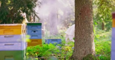 Apiary ormanın ortasında ilk plan: ağaçların arasında hafif odak dışı kovanları ikinci plan: beyaz koruyucu takım elbiseli erkek arı yetiştiricisi, her bir arı kovanına bir kovan çerçevesi kovan bölümleri koyar