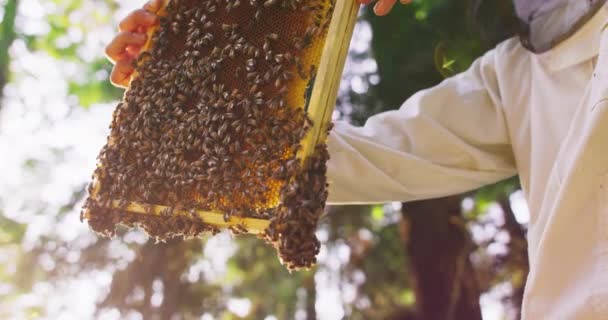 Крупный план рамы пчелиного улья с большим количеством пчел и сотов удерживает мужчина пчеловод в белом защитном костюме, который вращает его в воздухе Зеленые деревья на ярком солнечном фоне размыты — стоковое видео