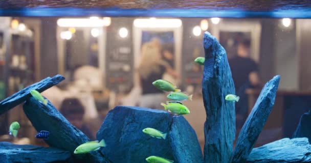 Nagy akvárium hallal, amelyen keresztül látható a borbély, ahol három borbély szolgálja ki az ügyfelek Háttér és thre belső borbély elmosódott — Stock videók