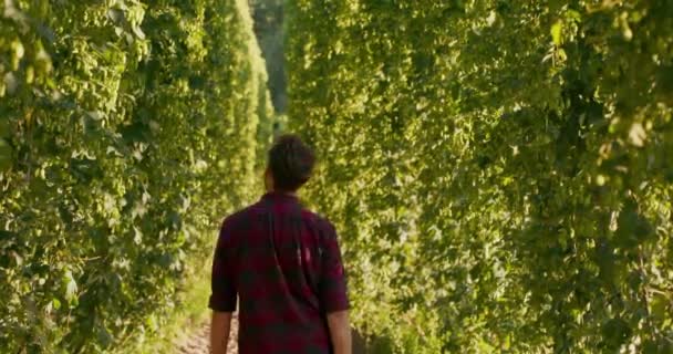 Een man loopt tussen rijen van hoge planten in een hopveld het controleren van kegels — Stockvideo