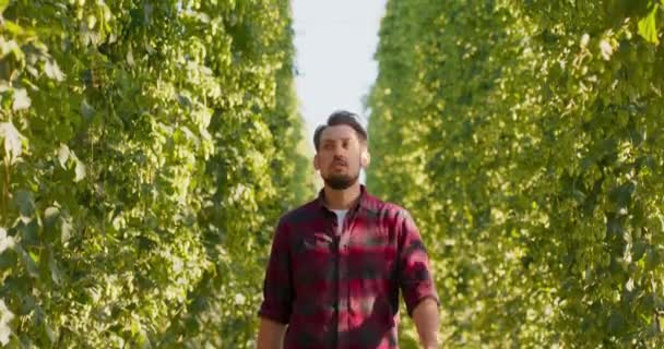Egy férfi sétál a magas növények sorai között a komlómezőn, kúpokat ellenőrzve. — Stock videók