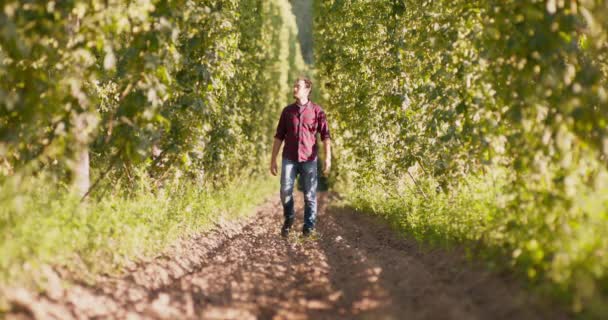 Ein Mann geht zwischen Reihen hoher Pflanzen auf einem Hopfenfeld und checkt Zapfen Ein Bauer in Jeanshose und rot kariertem Flanellhemd läuft am Nachmittag über das Feld — Stockvideo