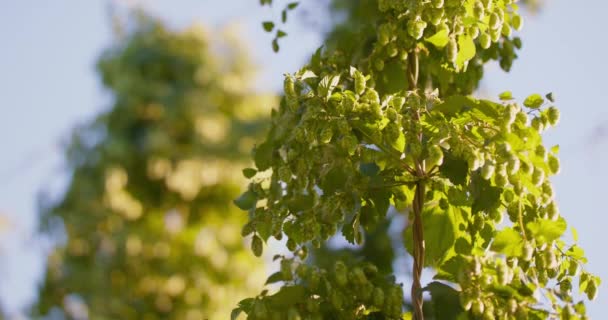 Yeşil zıpzıp tarlası. Tamamen büyümüş. Polonya 'nın Bavyera bölgesindeki Hops tarlası. — Stok video