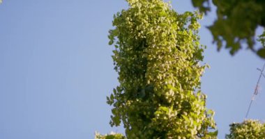 Yeşil zıpzıp tarlası. Tamamen büyümüş. Polonya 'nın Bavyera bölgesindeki Hops tarlası.