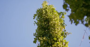 Yeşil zıpzıp tarlası Tamamen büyümüş Bavyera Almanya 'daki Hops tarlası
