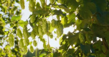 Güneş ışığı altında ağaçlardan sarkan kozalakların görüntüsü