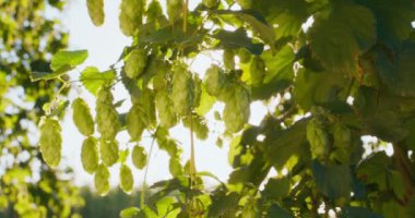 Güneş ışığı altında ağaçlardan sarkan kozalakların görüntüsü