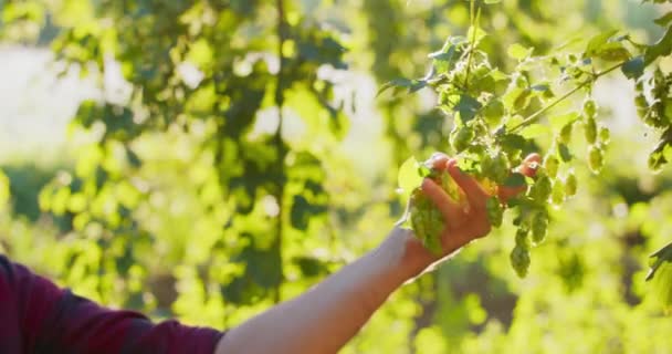 Alguien agarra un puñado de lúpulo que crece de un árbol Farmer inspecciona los conos de lúpulo — Vídeos de Stock