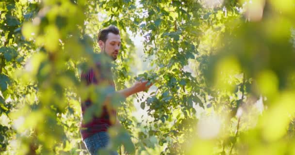 Ein Mann inspiziert den Hopfen, der von einem Baum wächst — Stockvideo