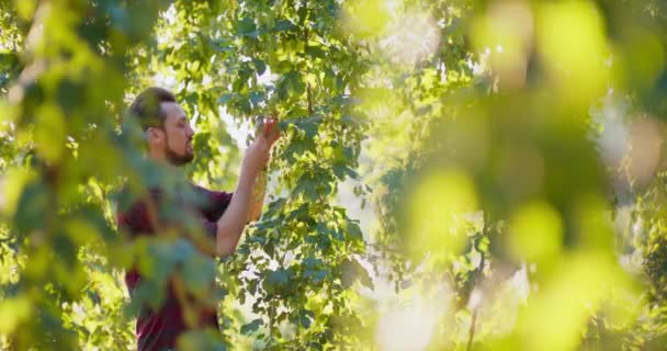 Ein Mann inspiziert den Hopfen, der von einem Baum wächst — Stockvideo
