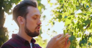 Bira yapımında kullanılan taze kozalakları inceleyen ve koklayan bir adamın yakın çekimi.