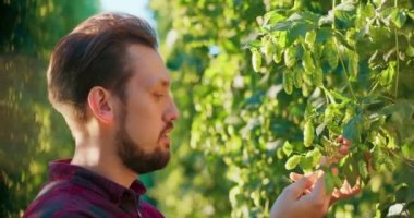 Bira yapımında kullanılan taze kozalakları inceleyen ve koklayan bir adamın yakın çekimi.