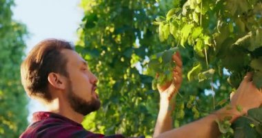 Bir adam bira yapımında kullanılan taze bitkilerin kokusunu alır.