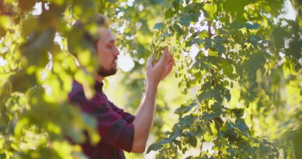 Un hombre inspecciona el lúpulo que crece de un árbol Un joven agricultor huele el lúpulo que crece de un árbol — Vídeos de Stock