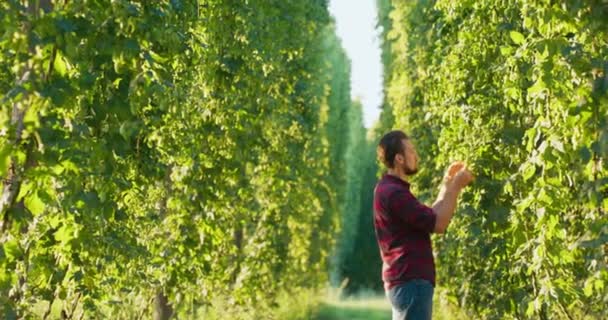 Um agricultor cheira a plantas frescas de lúpulo usadas na produção de cerveja — Vídeo de Stock