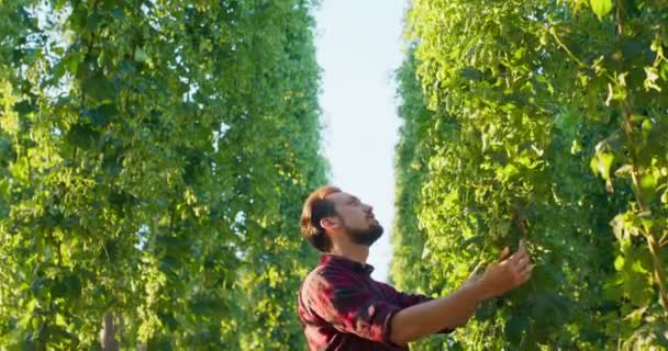 Um homem inspeciona flores de plantas de lúpulo usadas na fabricação de cerveja — Vídeo de Stock