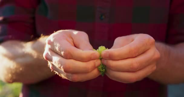 A sörkészítéshez használt komlótobozt vizsgáló férfi kezek közelsége — Stock videók