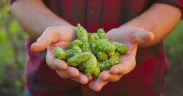 Primer plano de manos masculinas sosteniendo conos de lúpulo verde para hacer cerveza — Vídeos de Stock