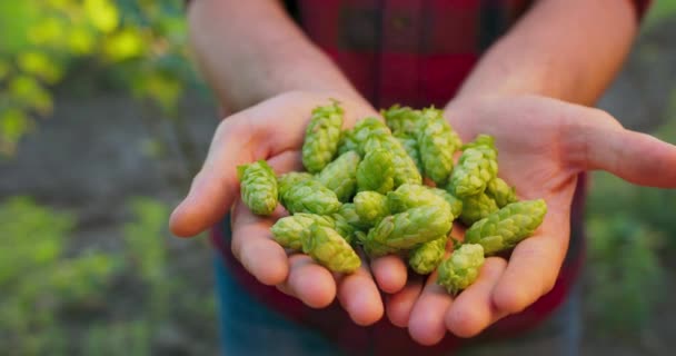 Großaufnahme männlicher Hände, die grüne Hopfenzapfen halten, um Bier herzustellen — Stockvideo