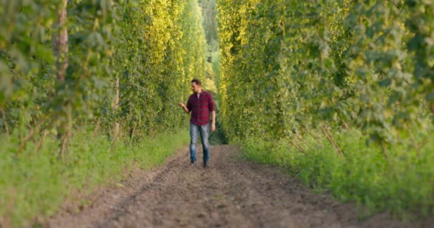 Un hombre camina entre hileras de plantas altas en un campo de lúpulo revisando conos — Vídeos de Stock