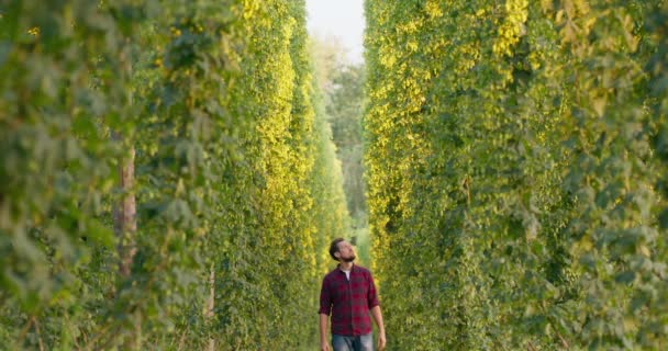 Um cultivador caminha entre fileiras de arbustos altos de lúpulo usados na cerveja — Vídeo de Stock