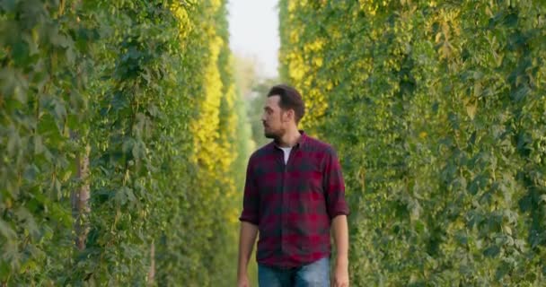 Ein Mann geht zwischen Reihen hoher Pflanzen in einem Hopfenfeld und überprüft Zapfen — Stockvideo