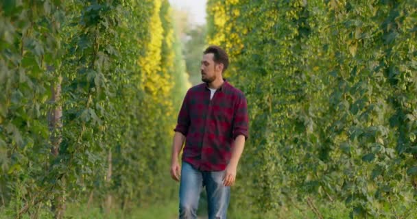 Un hombre camina entre hileras de plantas altas en un campo de lúpulo revisando conos — Vídeo de stock