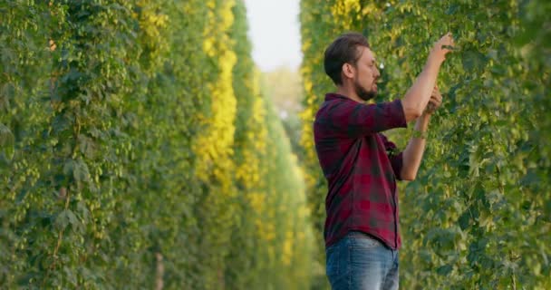 Un agriculteur vérifie la culture du houblon L'homme inspecte et sent les cônes de houblon frais utilisés dans la fabrication de la bière — Video