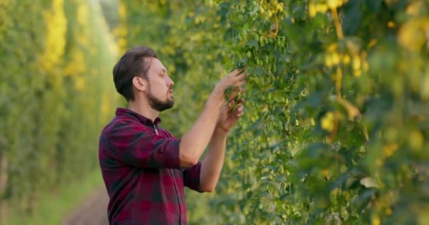 Un agriculteur vérifie la culture du houblon L'homme inspecte et sent les cônes de houblon frais utilisés dans la fabrication de la bière — Video